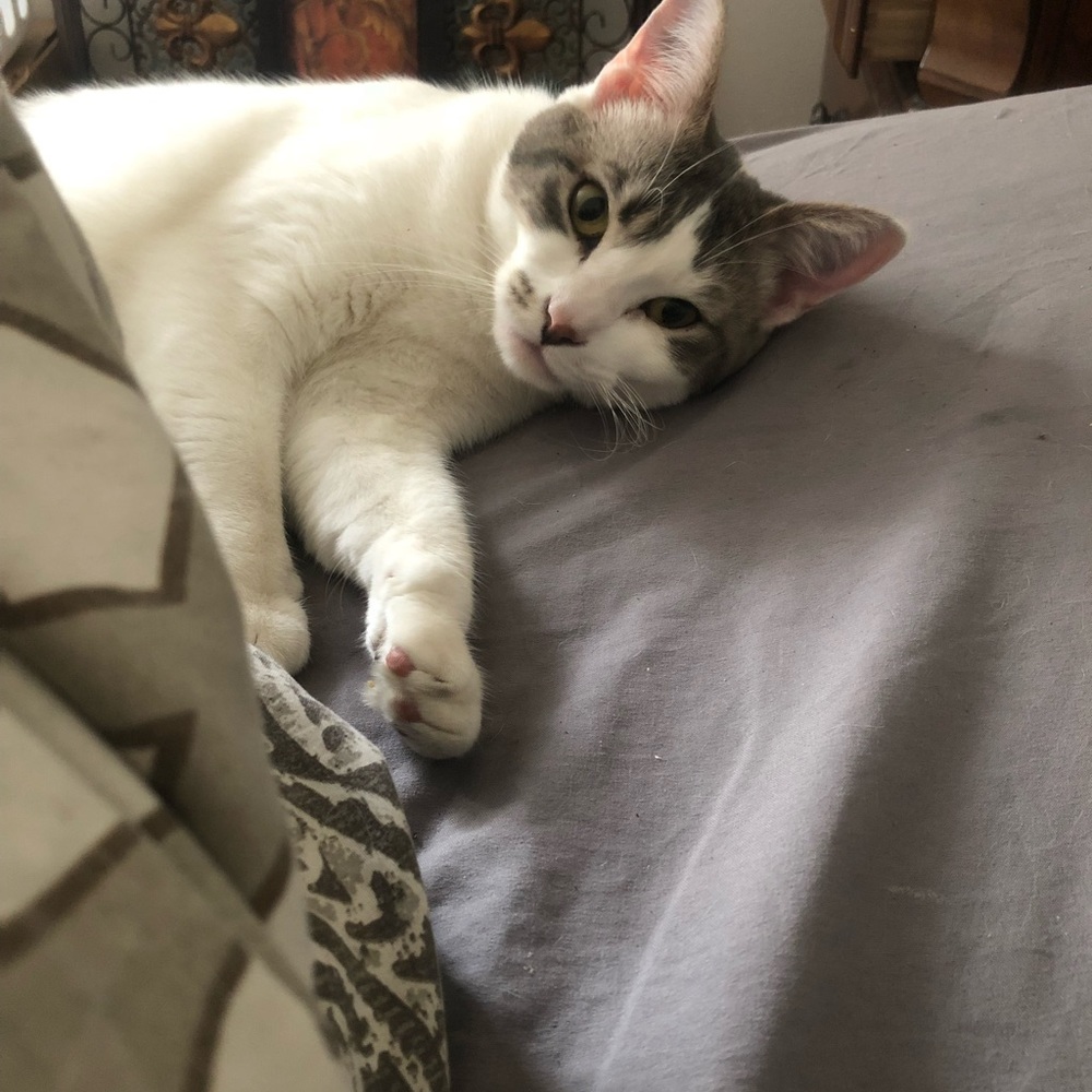 Meet your Posher, Alicia